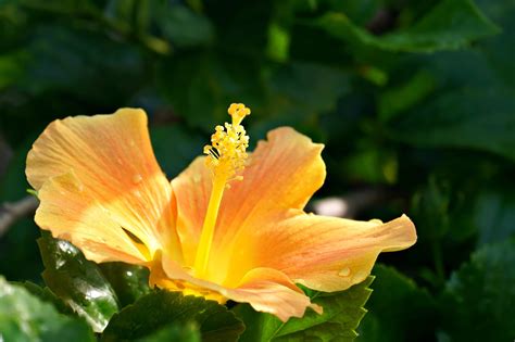 Hibiscus Yellow Flower Free Photo On Pixabay Pixabay