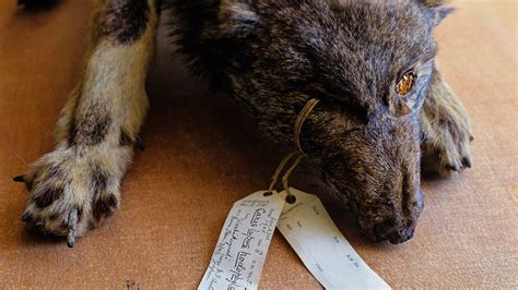 Ancient Japanese Wolf May Be Rare Remnant Of Ice Age Wolves Science