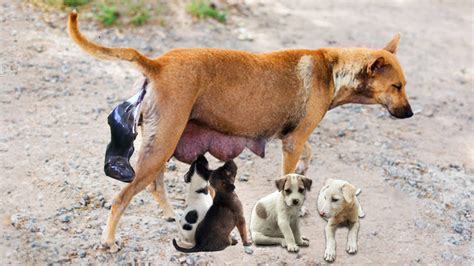 How Poor Mother Thai Street Dog Giving Birth To 10 Puppies Youtube