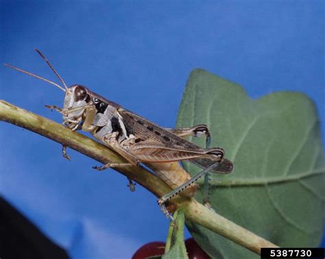 Migratory Grasshopper Melanoplus Sanguinipes Orthoptera Acrididae