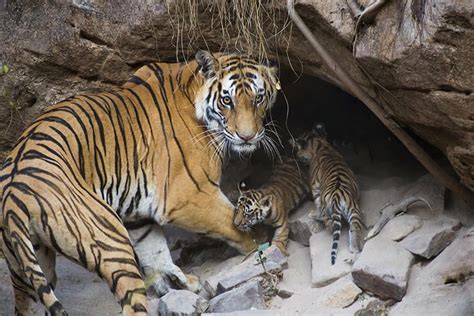 Mother Bengal Tiger Week Old Cubs At Den In Bandhavgarh National