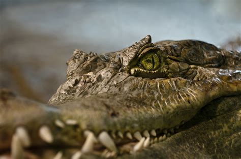Wallpaper Animals Closeup Wildlife Reptiles Crocodiles Vancouver