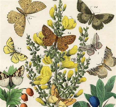 Vintage Printable Natural History Butterflies Moths