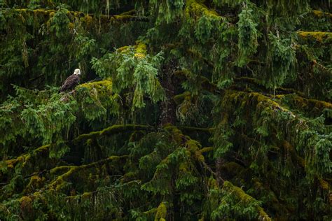 Eagles In The Khutzeymateen Christopher Martin Photography