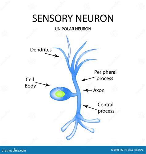 The Structure Of The Sensory Neuron Infographics Stock Vector