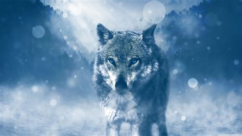 Winter Wolf Wallpapers 4k Hd Winter Wolf Backgrounds On Wallpaperbat
