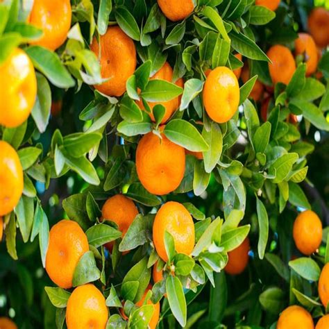 Aliveplant Nursery For All Tree Lovers Chinese Orange Ramrongan