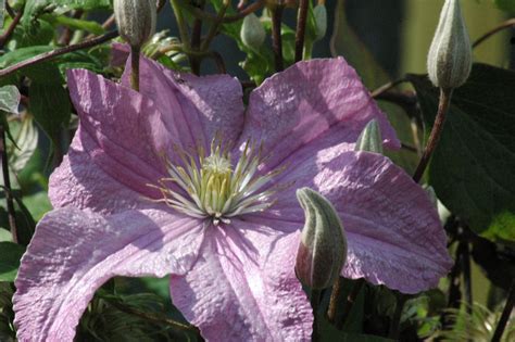 Comtesse de bouchaud clematis is one of the top pink varieties to grow. Comtesse de Bouchaud | Clematis 'Comtesse de Bouchaud ...