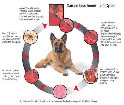 Treatment of a mature heartworm infection can be very dangerous. Heartworm Prevention for Dogs and Cats