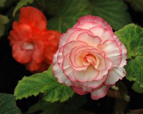 Begonia X Tuberhybrida Cv Tuberous Begonia Lejun All Galleries