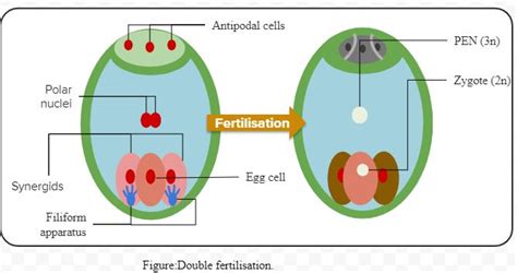 In A Fertilised Embryo Sac The Haploid Diploid And Triploid Structures Are