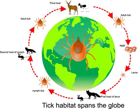 El Ciclo Circadiano De Los Animales Mis Animales