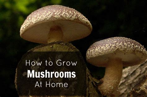 How To Grow Mushrooms At Home Growing Mushrooms