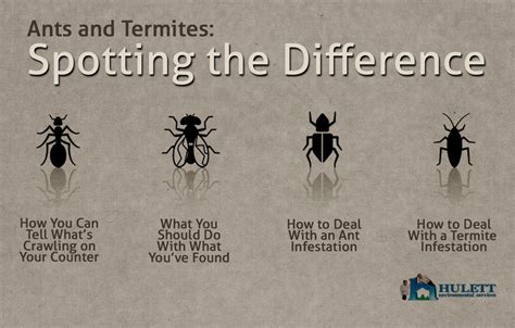 Distinguishing Ants From Termites Hulett Environmental Services