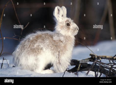 Snowshoe Hare Lepus Americanus Changing Into Its Summer Colors South