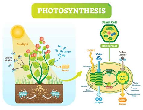 Fotosintesis Pengertian Proses Faktor Perbedaan Dengan Kemosintesis