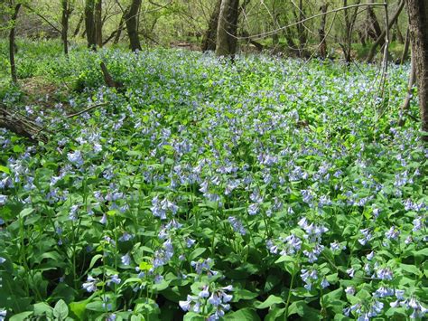 Find mertensia virginica in usda plants fna: How a nearby "oasis" can boost your mood — and your health ...