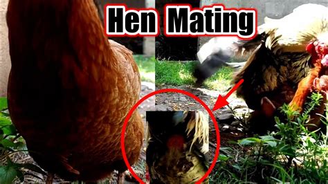 Hen And Rooster Mating Video 2023 Murga Murgi Sex And Feeding Process