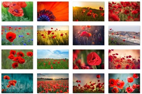Field Of Poppies Theme For Windows 10 Download Pureinfotech