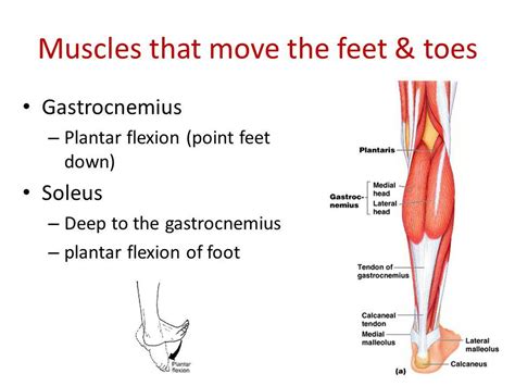 Ch. 7 Study Prep. - Physiology & Neuroscience 33 with Me ...