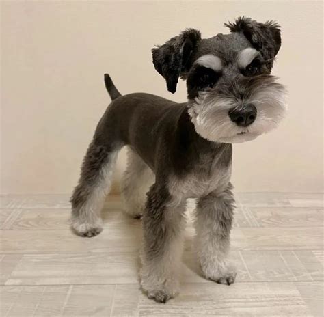 Schnauzer Haircuts Top Styles To Try Them Out Now Artofit