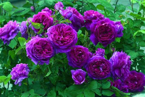 Just Wow Young Lycidas New Release David Austin Rose Rose Seeds
