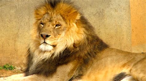 A Lion Personality