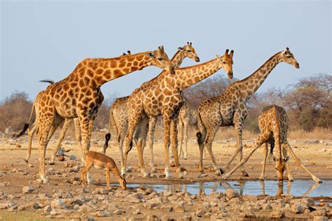 Giraffe 4k Ultra Hd Wallpaper Background Image 4280x2853
