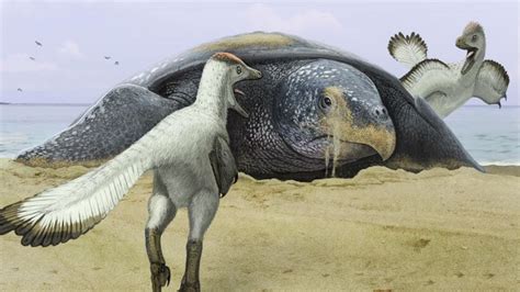 Archelon The Biggest Turtle To Ever Live