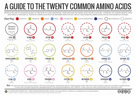 Amino acids are a crucial, yet basic unit of protein, and they contain an amino group and a carboxylic group. College. Science. Life: Essential Cell Biology 3rd: Ch 4 ...
