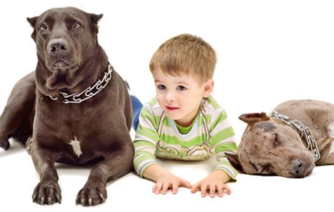 How long will my cat with lymphoma live? Canine Lymphoma Bone Marrow Transplant Therapy - Canine ...