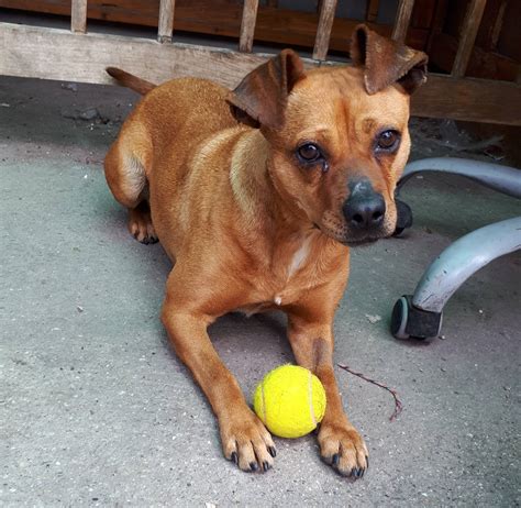 Anika 1 2 Year Old Female Miniature Pinscher Cross Available For Adoption