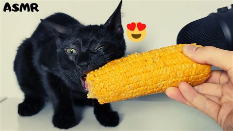 Cat Eating Corn Asmr Youtube