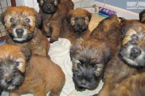 They can cost quite a bit because of the amount of work a breeder has to go through, in order to size, temperament, coat color and markings. 631-513-8257: Soft Coated Wheaten Terrier puppy for sale near Long Island, New York. | 189e8574-79b1