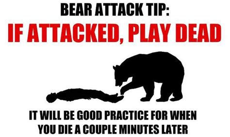 How To Survive A Bear Attack Funny