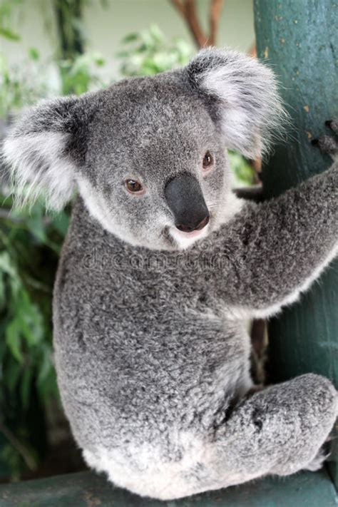 Koala Bear Royalty Free Stock Photography Image 13216387