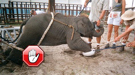 Circus Elephants Cruelty