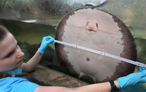 Stingray ‘laughing While Being Tickled In Viral Tiktok Is Actually