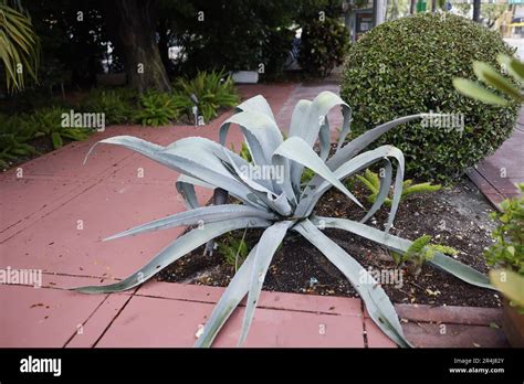 Agave franzosini ‘Grey Ghost’ large plant gardening in south with pokey