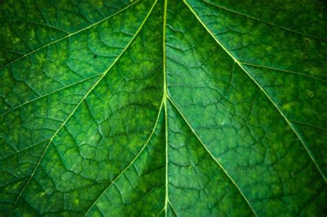 Free Stock Photo Of Leaf Texture Download Free Images And Free