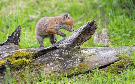 Download Wallpaper 3840x2400 Fox Cub Fox Cute Wildlife 4k Ultra Hd