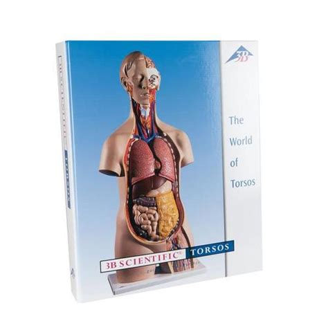 B Torso Guide B Scientific B Anatomical Models