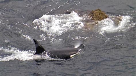 Fair Isle Killer Whales Video Five Orca Hunt Seals Along The Coast