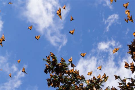 16 Incredibly Marvelous Facts About Monarch Butterflies