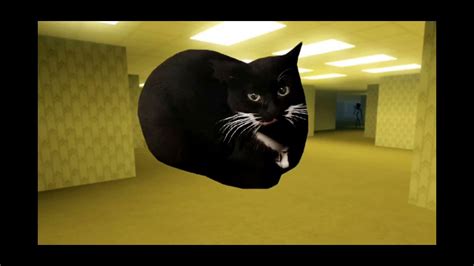 Maxwell The Cat Vibing In Tha Backrooms Youtube
