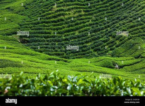 Lush Green Landscape Of Tea Plantation Stock Photo Alamy
