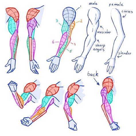 Pin By Tyler Bolyard On 2d Stylized Construction And Anatomy Human