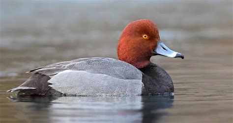 25k And Counting Michigan Secret Huge Group Of Redhead Ducks On Straits Of Mackinac Keeps