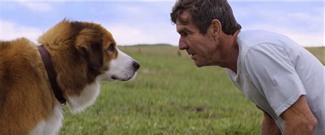 A sequel to the controversial 2017 drama a dog's purpose. 'A Dog's Purpose' Trailer For National Dog Day: Prepare To ...