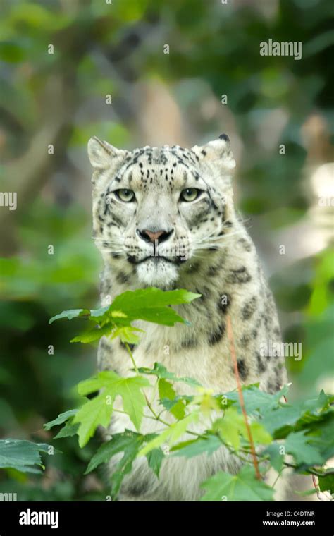 Snow Leopard Endangered Hi Res Stock Photography And Images Alamy